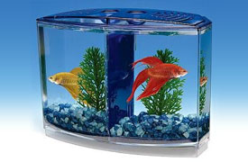 Betta Aquariums