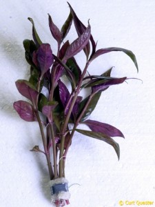 Alternathera reineckii „pink“