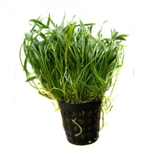 Lilaeopsis novae-zelandiae