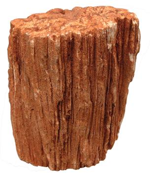 anp_stone petrified.jpg