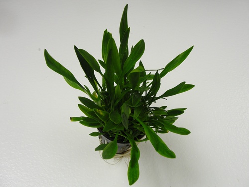 539_Cryptocoryne_parva_Cryptocoryne_parva__e