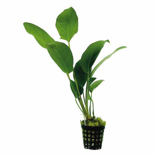 ANUBIAS-HASTIFOLIA