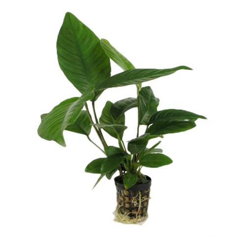 ANUBIAS-HETEROPHYLLA