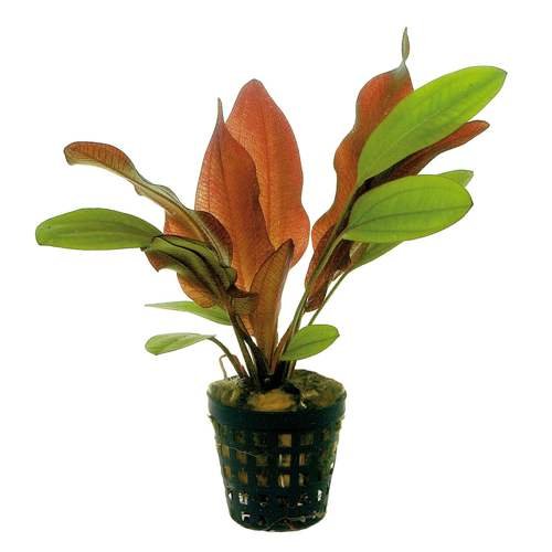 Potted-Red-Flame-Sword-Beginner-Tropical-Live-Aquarium-Plant-B017D20XXG