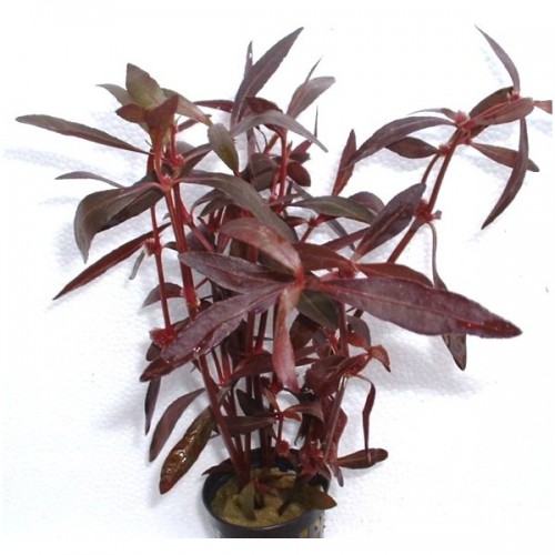 alternanthera-sessilis2-500x500