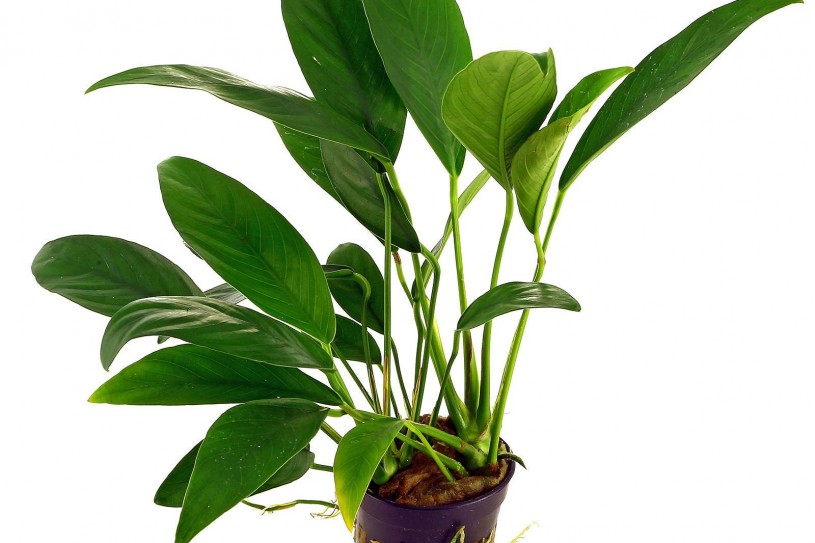 anubias-barteri-var-angustifolia-pot