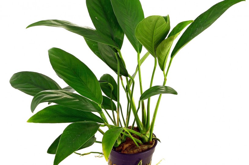 anubias-barteri-var-angustifolia-pot