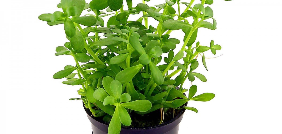 bacopa-monnieri-compact-pot