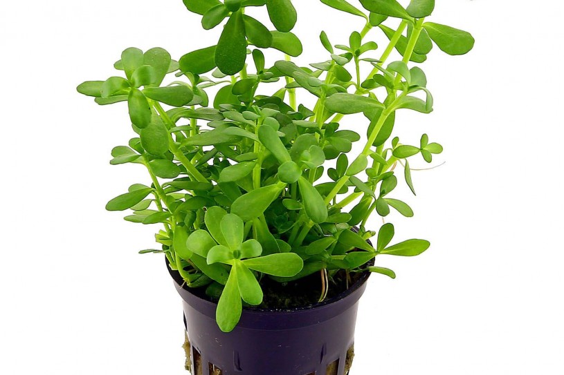 bacopa-monnieri-compact-pot