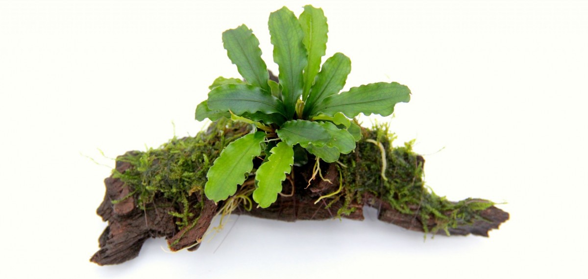 bucephalandra-wavy-leaf-on-small-wood-1969-p