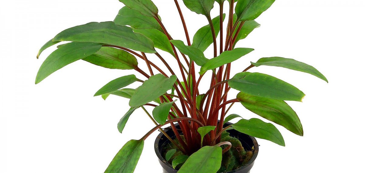 cryptocoryne-beckettii-petchii-pot