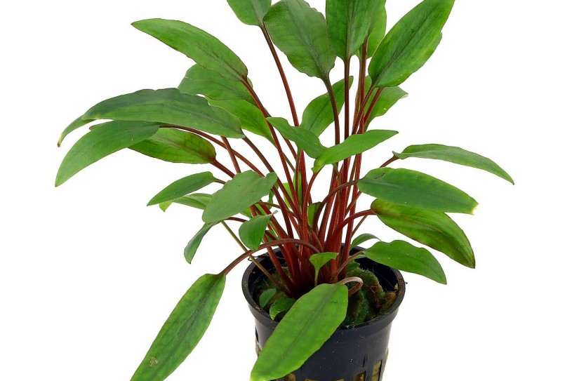 cryptocoryne-beckettii-petchii-pot