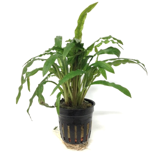 cryptocoryne-costata-773-p