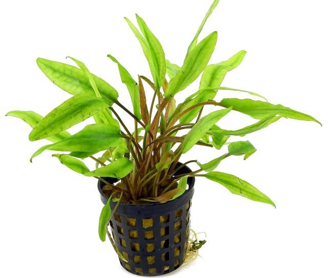 cryptocoryne-undulata-pot