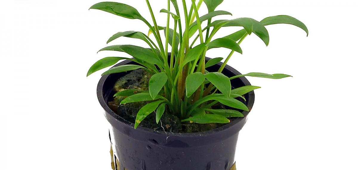 cryptocoryne-x-willisii-nevillii-pot