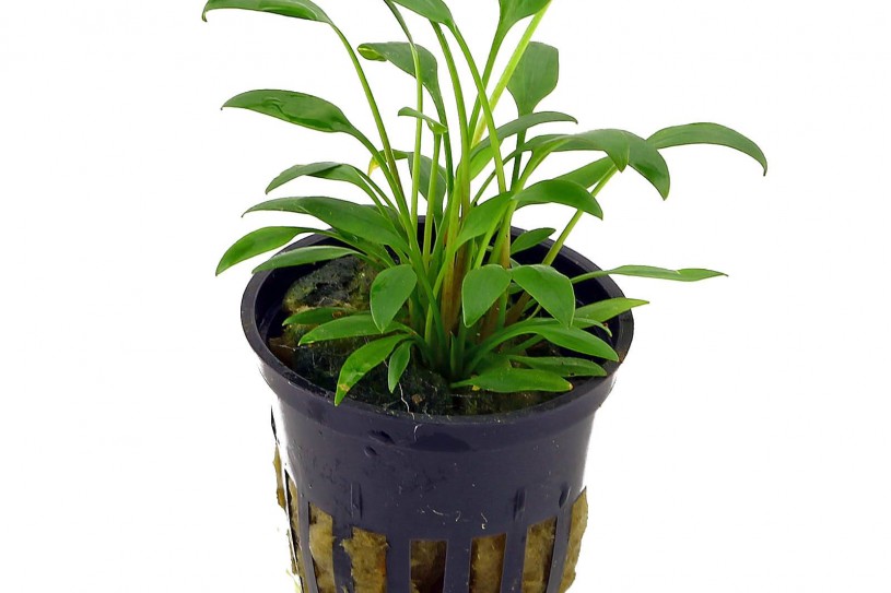 cryptocoryne-x-willisii-nevillii-pot