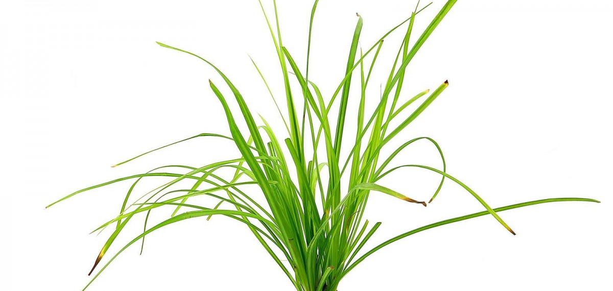 cyperus-helferi-pot