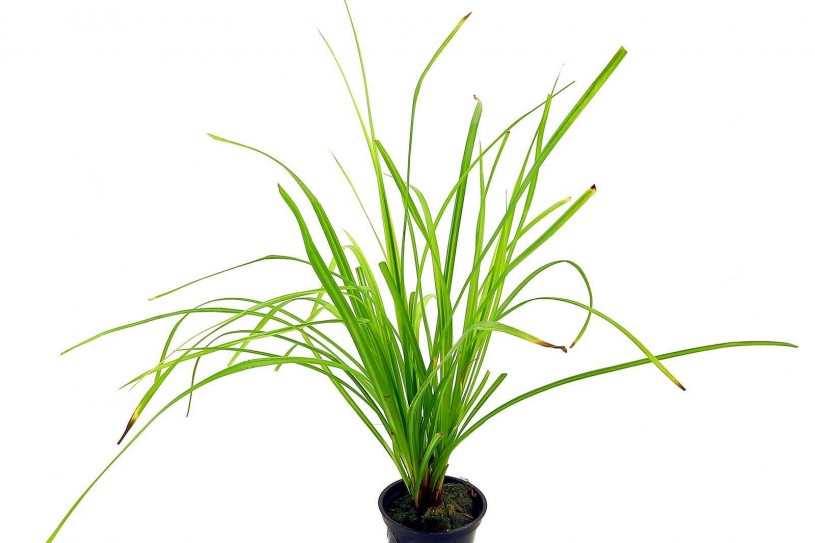 cyperus-helferi-pot